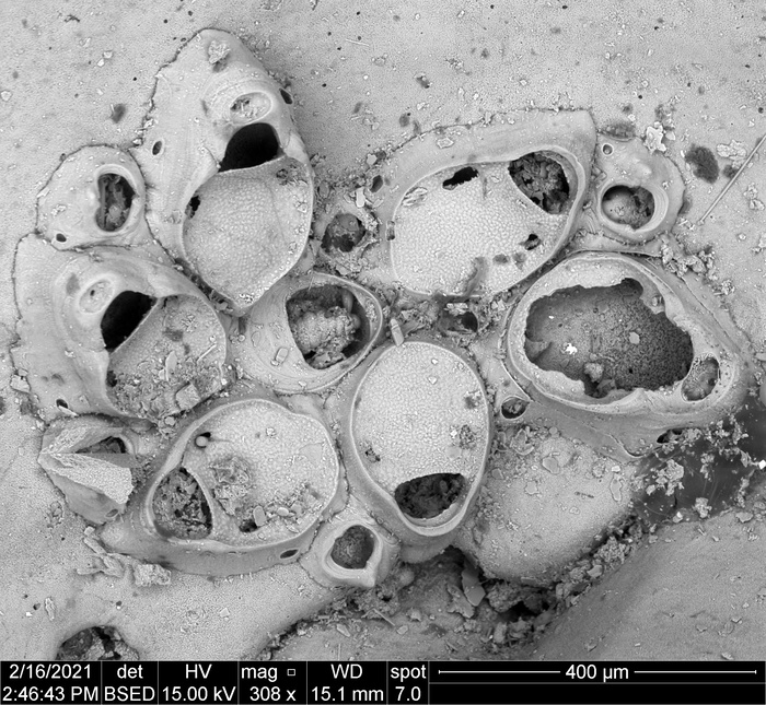 Setosella margaritae Reverter-Gil & Souto, 2021