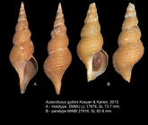 Aulacofusus gulbini Kosyan & Kantor, 2013. Holotype and paratype
