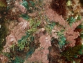 Rhodophyta (red algae)