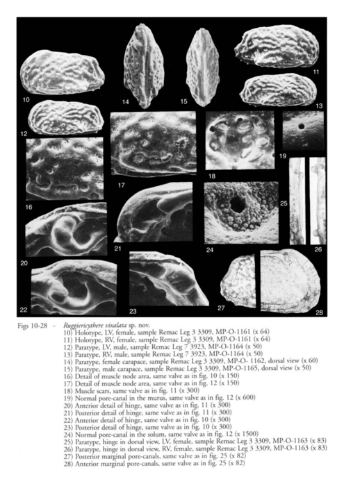 Ruggiericythere vixalata