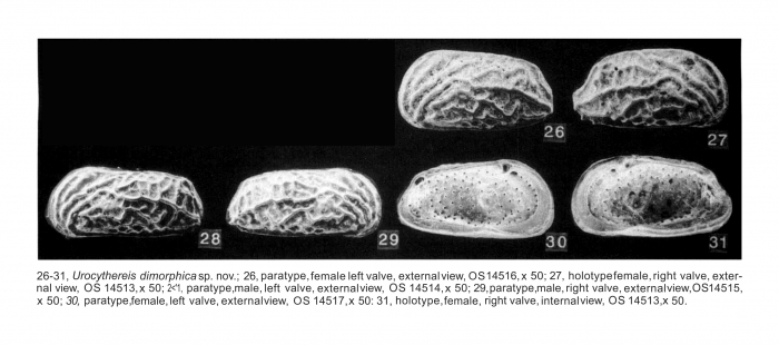 Ruggiericythere dimorphica