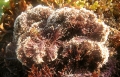 Rhodophyta (red algae)