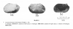 Loxocorniculum tricornatum Krutak, 1971 from the original description