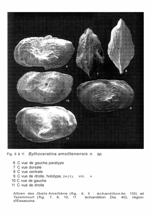 Praebythoceratina amsittenensis