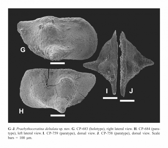 Praebythoceratina deltalata