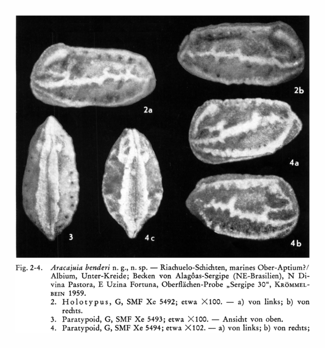 Aracajuia benderi