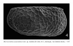 Microceratina azazoulensis