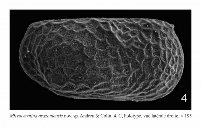 Microceratina azazoulensis