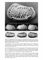 Poseidonamicus major