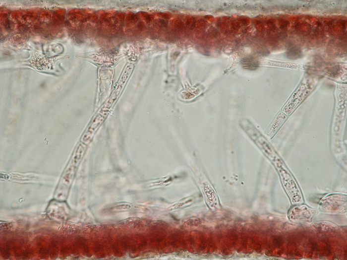 Kallymenia reniformis Kallymenia reniformis