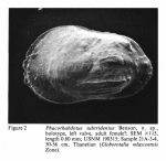 Phacorhabdotus subtridentus