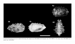 Eucytherura fossapunctata