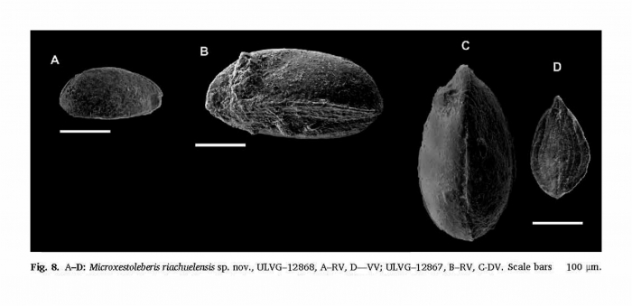 Microxestoleberis riachuelensis