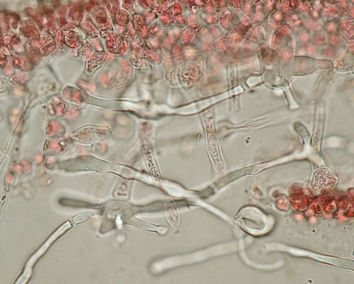 Kallymenia reniformis Kallymenia reniformis