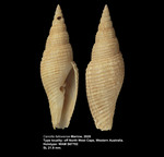 Cancilla fallowense Marrow, 2020