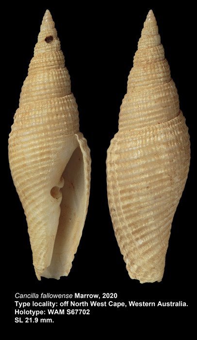Cancilla fallowense Marrow, 2020 Cancilla fallowense Marrow, 2020