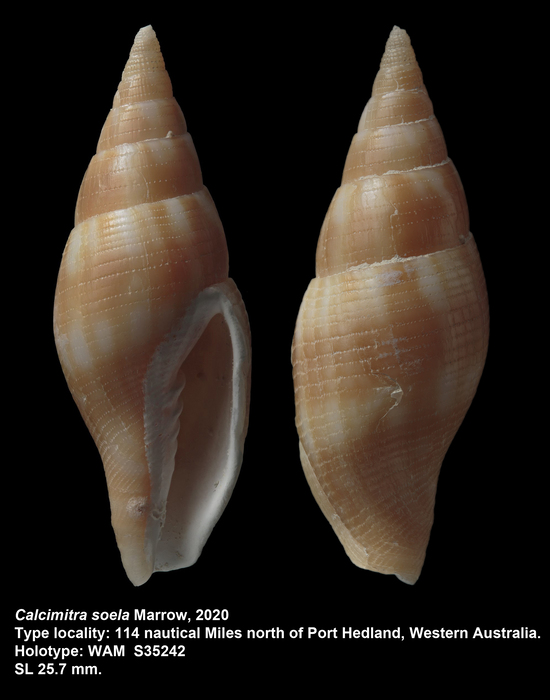 Calcimitra soela Marrow, 2020 Calcimitra soela Marrow, 2020