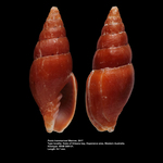 Pusia ivanmarrowi Marrow, 2017