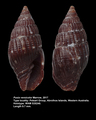 Mollusca (molluscs)