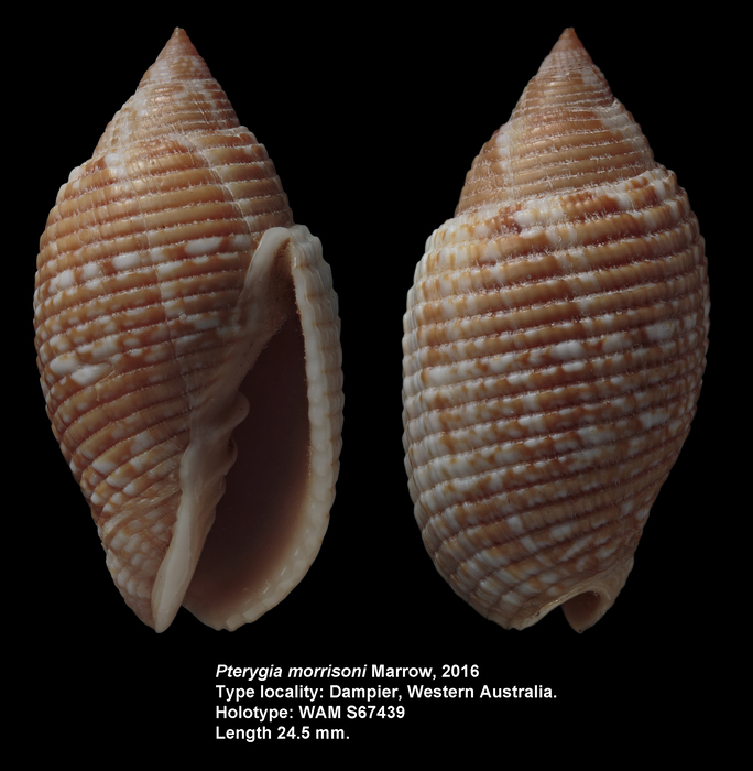 Pterygia morrisoni Marrow, 2016 Pterygia morrisoni Marrow, 2016