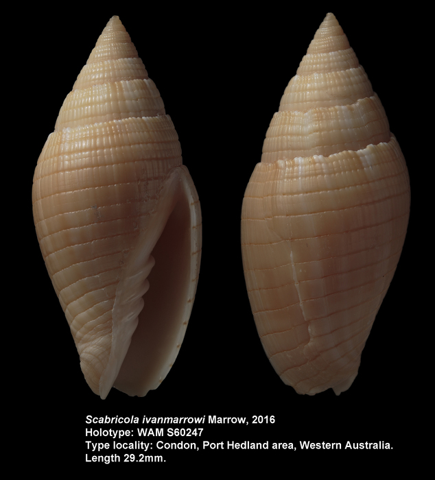 Scabricola ivanmarrowi Marrow, 2016 Scabricola ivanmarrowi Marrow, 2016