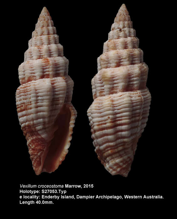 Vexillum croceostoma Marrow, 2015 Vexillum croceostoma Marrow, 2015