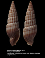 Mollusca (molluscs)