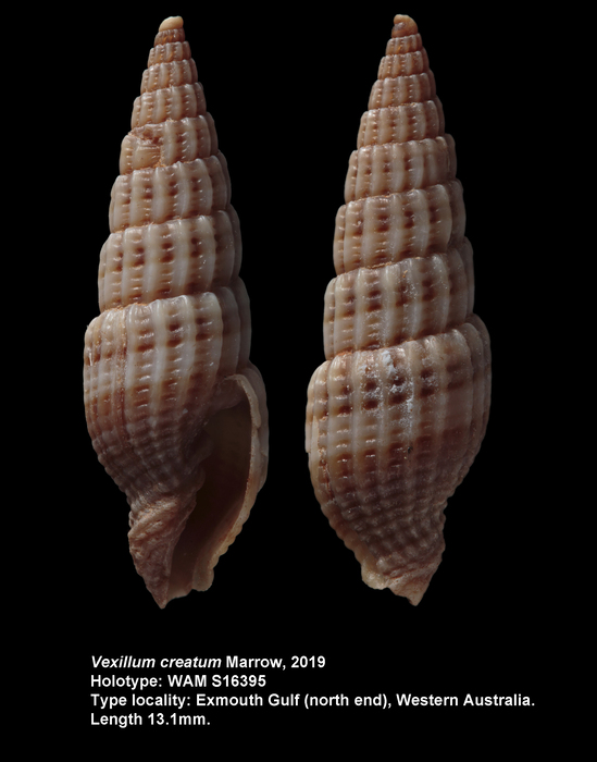 Vexillum creatum Marrow, 2019 Vexillum creatum Marrow, 2019