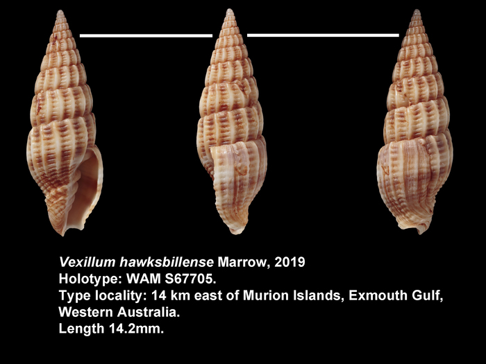 Vexillum hawksbillense Marrow, 2019