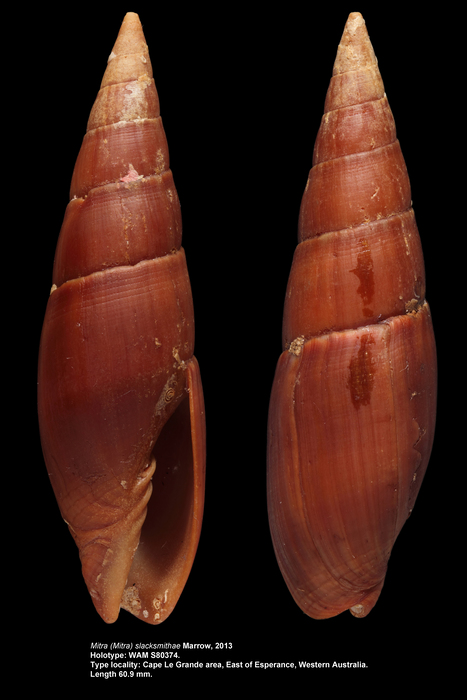 Mitra (Mitra) slacksmithae Marrow, 2013