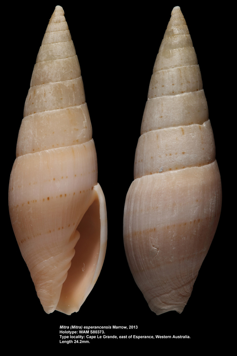 Mitra (Mitra) esperancensis Marrow, 2013 Mitra (Mitra) esperancensis Marrow, 2013