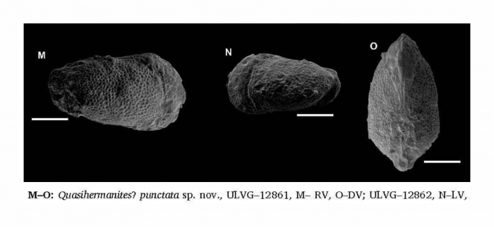 Quasihermanites punctata