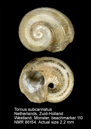 Tornus subcarinatus
