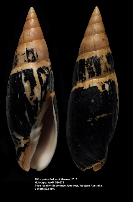 Mitra peterclarksoni Marrow, 2013 Mitra peterclarksoni Marrow, 2013