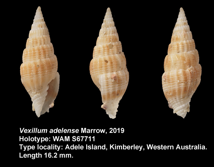 Vexillum adelense Marrow, 2019 Vexillum adelense Marrow, 2019