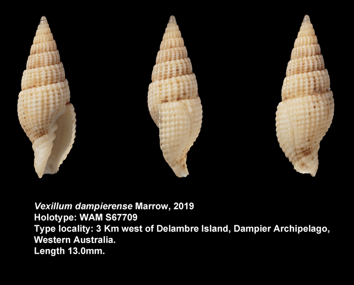 Vexillum dampierense Marrow, 2019 Vexillum dampierense Marrow, 2019