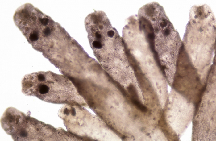 Laurencia pyramidalis Laurencia pyramidalis