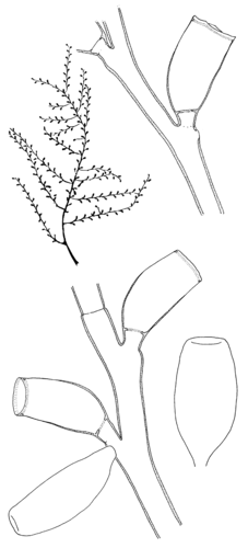 Thyroscyphus fruticosus (Esper, 1797) from Schuchert (2003)