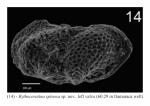 Bythoceratina spinosa