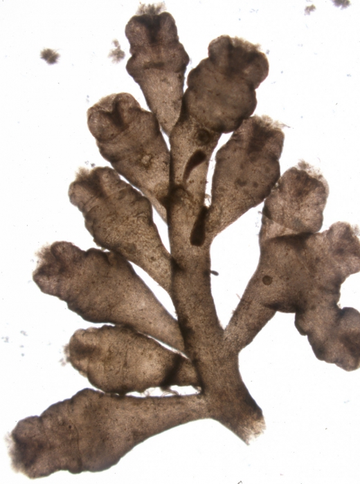 Laurencia pyramidalis Laurencia pyramidalis