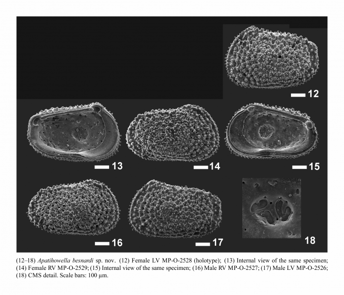 Apatihowella besnardi