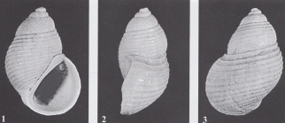 Plagyostila etrusca Chirli, 2006