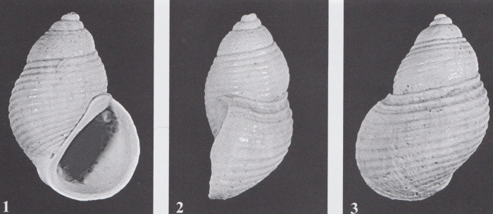 Plagyostila etrusca Chirli, 2006 Plagyostila etrusca Chirli, 2006