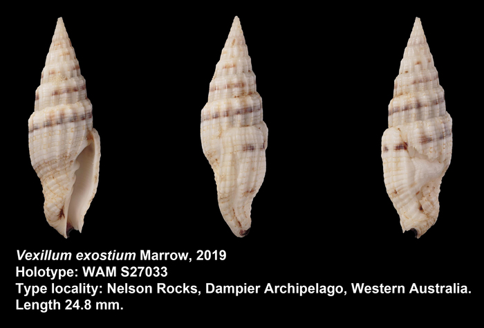Vexillum exostium Marrow, 2019