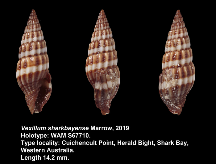 Vexillum sharkbayense Marrow, 2019