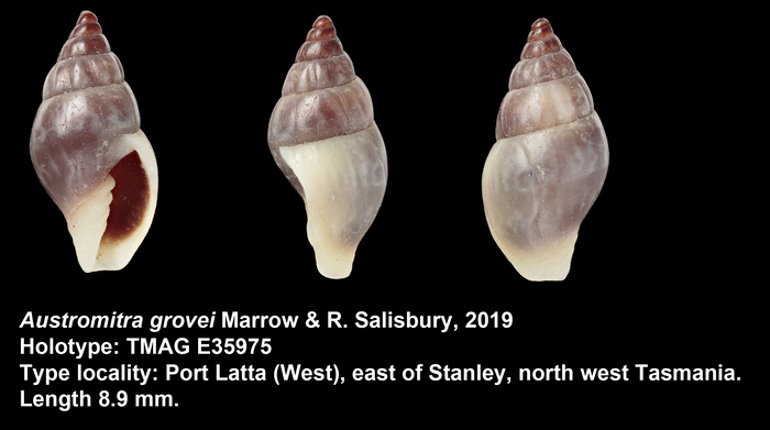 Austromitra grovei Marrow & R. Salisbury, 2019