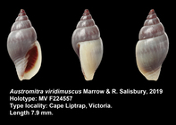Austromitra viridimuscus Marrow & R. Salisbury, 2019