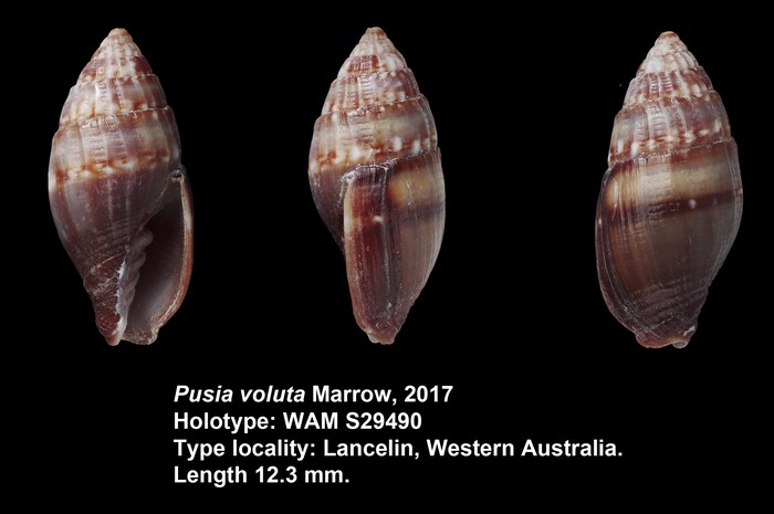 Pusia voluta Marrow, 2017