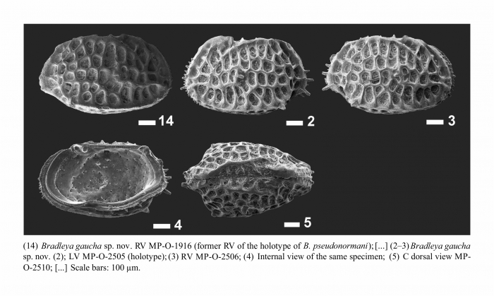 Bradleya gaucha Bergue, Coimbra &amp; Ramos, 2016 from the original description