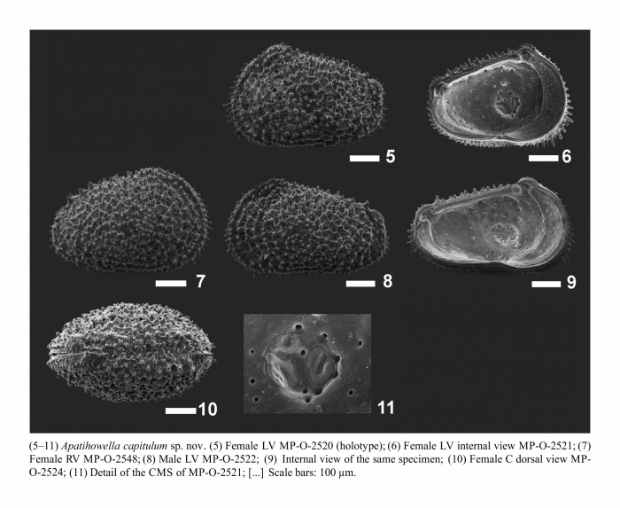 Apatihowella capitulum